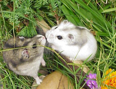 les hamsters!!